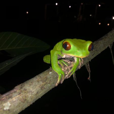 تينا Jungle Lodge El Jardin Aleman المظهر الخارجي الصورة